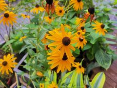 -Jo's Garden
