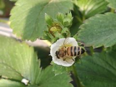 -甜心庄园·甜心草莓采摘园(西青中北店)