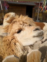 -萌宠亲子动物乐园(槐房万达店)