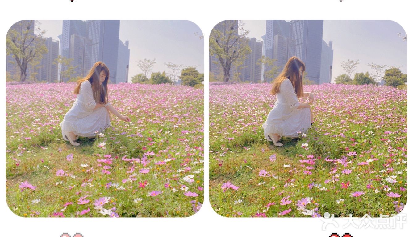 深圳最美格桑花海