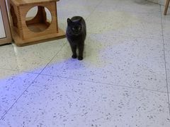 -喵园·猫主题咖啡厅·撸猫·猫咖(国贸店)