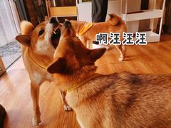 -柴犬高等学院·狗咖·柴犬售卖·宠物训练