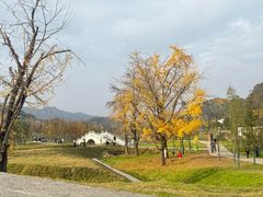 -千年银杏谷文化旅游区