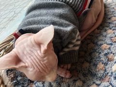 -猫友咖啡店(玉林西路店)