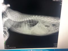 -思宇宠物医院