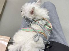 -美美宠物诊疗中心·异宠·骨科(滨江东信分院)