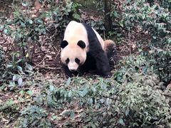 -中国大熊猫保护研究中心雅安碧峰峡基地