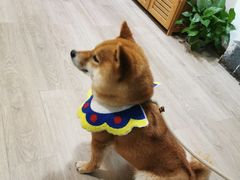 -柴迷FANS CLUB·柴犬狗咖·猫咖