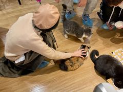 -滚猫咖啡·猫咖·猫友好撸猫(未来城店)