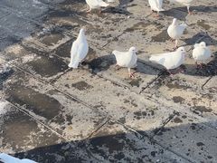 -天津妈祖文化园