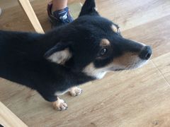 -柴犬小屋·柴餐厅·狗咖食堂(金鼎广场店)