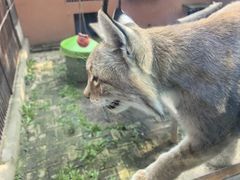 -青藏高原野生动物园