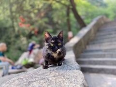 -泰山风景名胜区