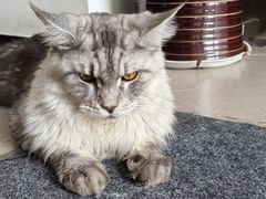 -御宝贝·A梦猫科宠物医院(国际猫友好医院)
