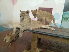 -大连森林动物园