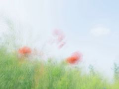 -嘉北郊野公园