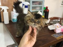 -楼上猫咖(罗湖店)