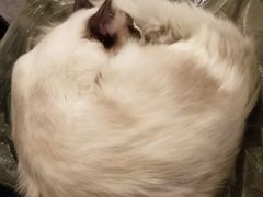 -猫色咖啡·猫咖
