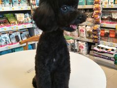 -我爱吾宠宠物美容院(朝阳路店)