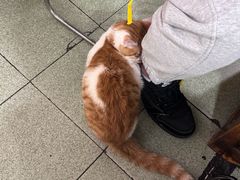 -鸿顺老铁锅美蛙鱼府(解放碑店)
