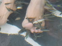 -美的鹭湖森林度假区