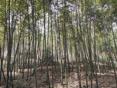 -潜山国家森林公园