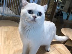 -猫腻·猫咖·撸猫馆(星光大道店)