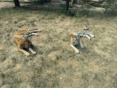 -大连森林动物园