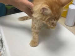 -艾贝尔宠物诊疗