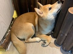 -浣熊柯尔鸭土拨鼠·电玩咖