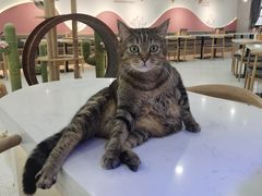 -喵园·猫主题咖啡厅·撸猫·猫咖(国贸店)