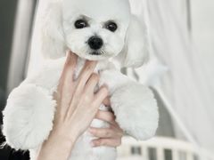 -鑫艺宠物美容培训学校