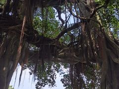 -小洲村