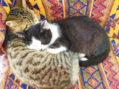 -喵屿·大理花园猫咖