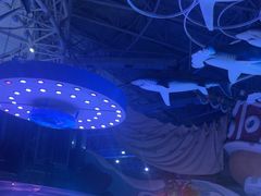 -烟台海昌鲸鲨海洋公园