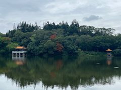 -深圳仙湖植物园