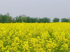 -汉长安城未央宫国家考古遗址公园