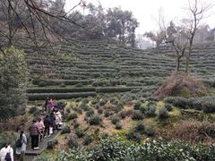 -十八棵（老龙井）御茶园(老龙井店)