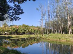 -合肥滨湖国家森林公园