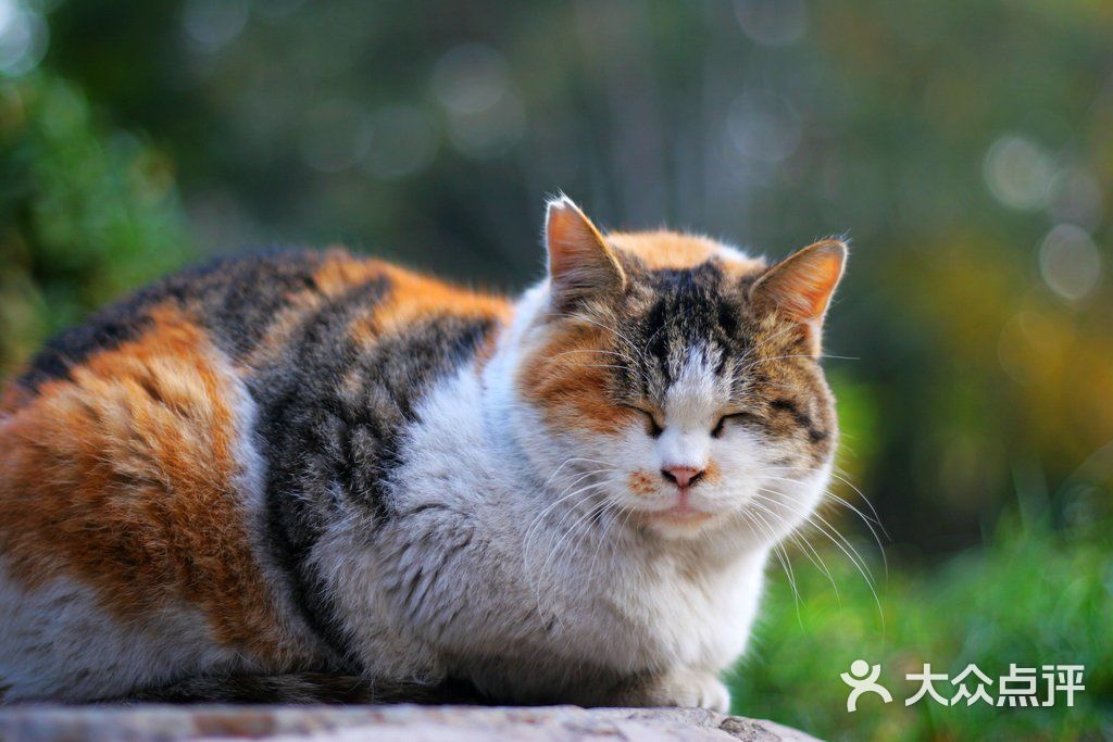 北大校园里的猫