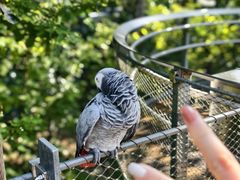 -新加坡飞禽公园