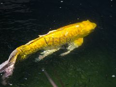 -渔民新村(番禺总店)