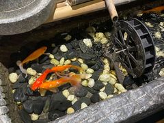 -鱼谦脆皮烤鱼(华阳城店)
