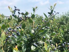 -金谷域澳洲庄园