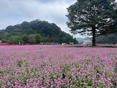 -广州市石门国家森林公园