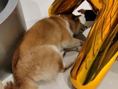 -柴务处·柴犬主题狗咖