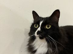 -有猫主题·治愈系猫咖(曾厝垵店)