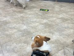 -美联众合动物医院·24h转诊中心