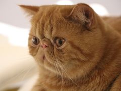 -飞行喵MR PILOT|猫舍·猫咖(静安大融城店)