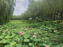 -白洋淀景区